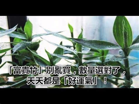 神桌放開運竹|【風水特輯】植物也能開運化煞！擺放重點與禁忌要注意 